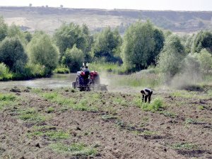 Diyarbakır karpuzu artık festivaller için üretiliyor