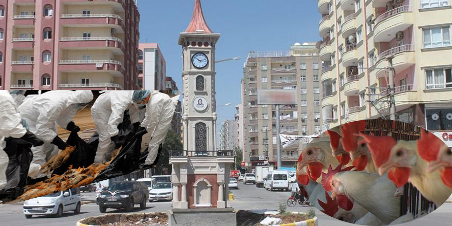 Kızıltepe'de kuş gribi alarmı