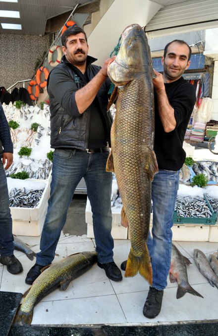 Botan Çayı'nda 157 kiloluk turna balığı yakaladı