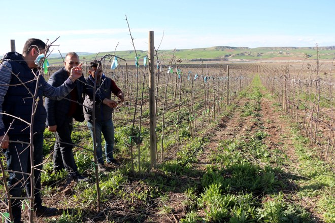 Batman'dan Almanya'ya böğürtlen ihracatı