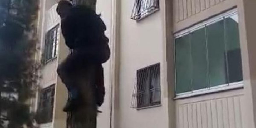 Ağacı silkeleyip, mahsur kediyi kurtardılar