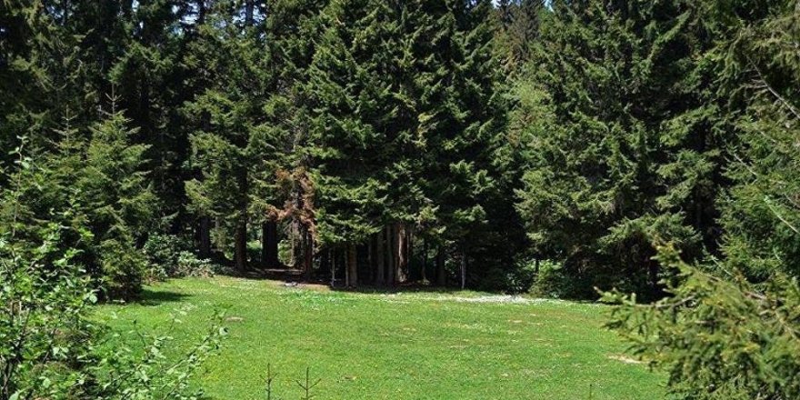 TBMM'de kabul edildi: Ormanlar satışa çıkarılıyor