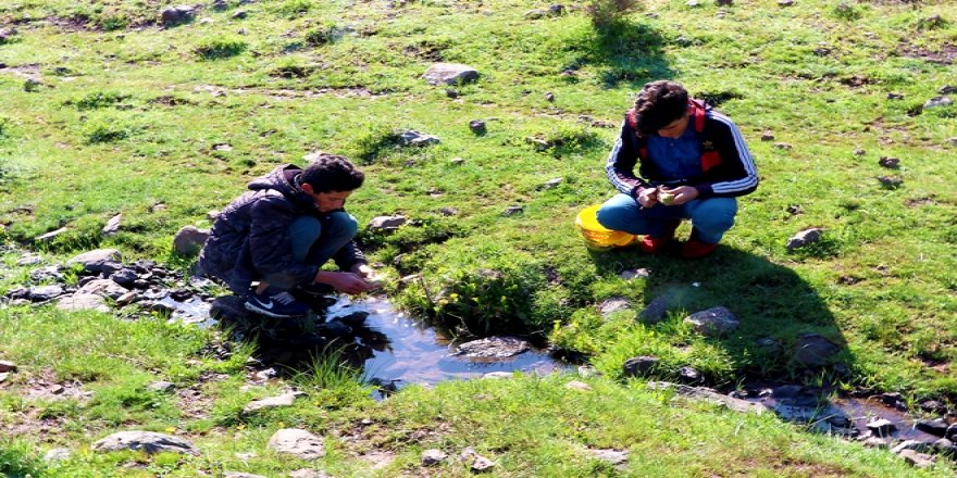 Baharla gelen lezzet: "Kenger"