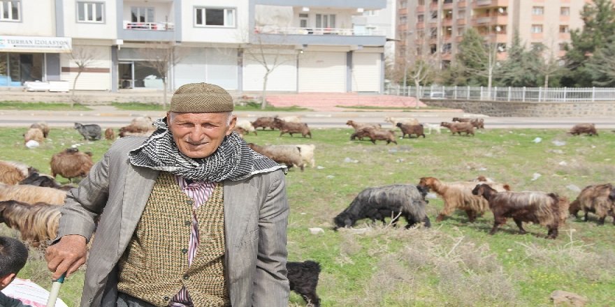 84 yaşında hem çoban hem berci