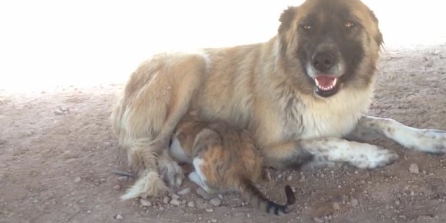 Kangal köpeği, kediyi emziriyor