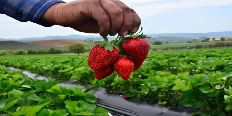 Çilek hasadı başladı