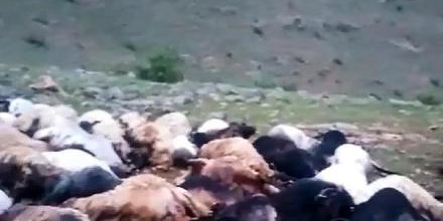 Yıldırım düştü; 64 koyun telef oldu