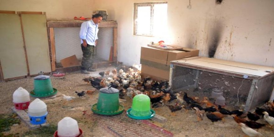 Hayvanlarını müzik dinleterek besliyor