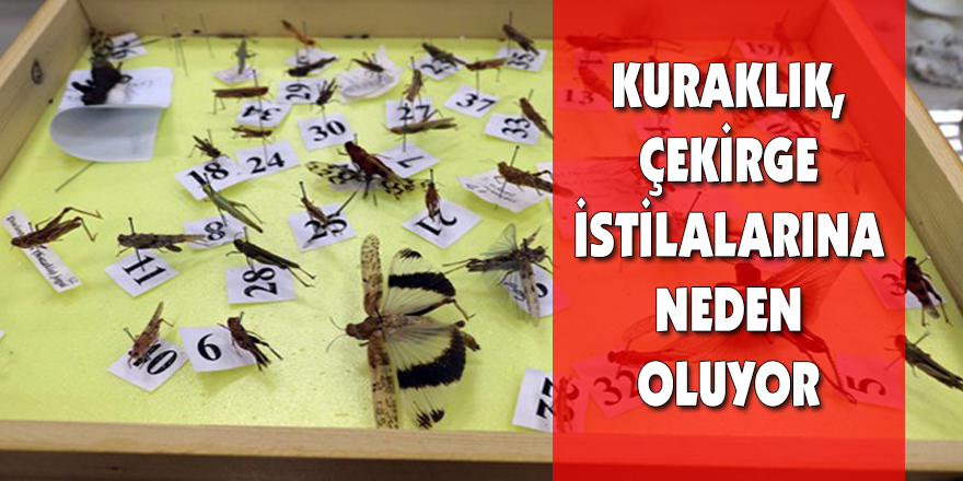 “Bu çekirge türü baş belası”