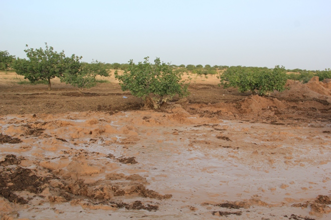 Dolu, fıstık ağaçlarına zarar verdi