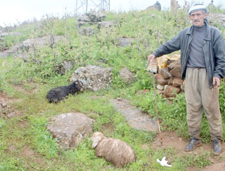 Sokak köpekleri, 100 küçükbaşı telef etti