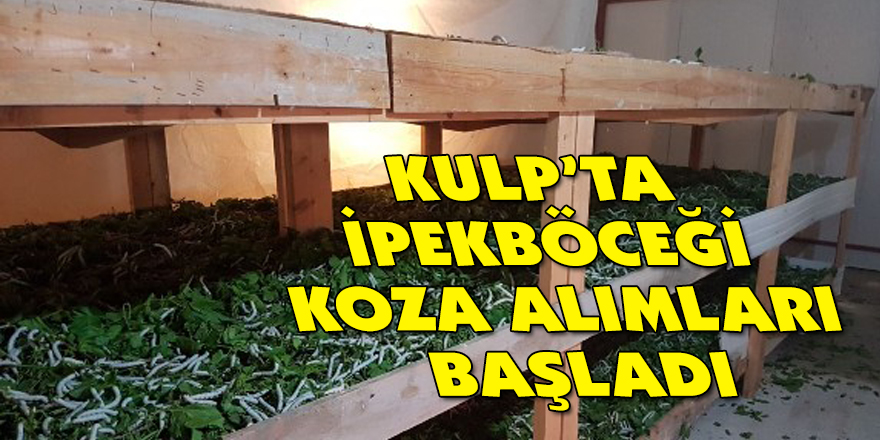 Kulp’ta ipekböceği koza alımları başladı