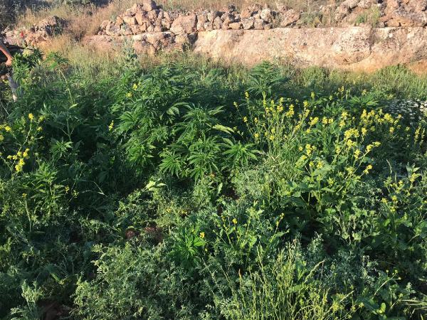 Mardin'de uyuşturucu operasyonu