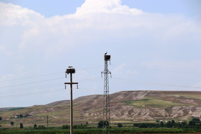 Türkiye’deki kuraklık Afrika’daki kuş türlerini de etkiliyor