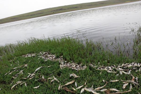 Siverek'teki baraj gölünde balıklar kıyıya vurdu