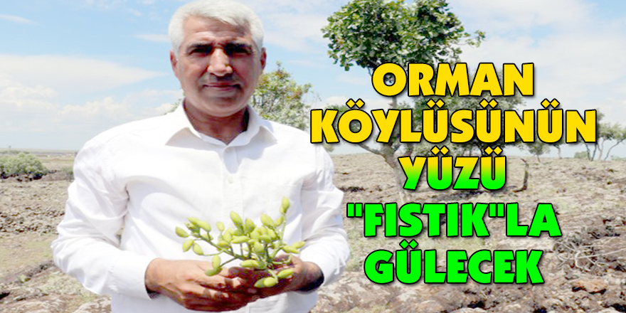 ORMAN KÖYLÜSÜNÜN YÜZÜ "FISTIK"LA GÜLECEK