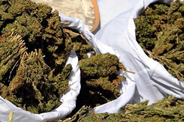 Hani’de 111 kilo esrar ele geçirildi