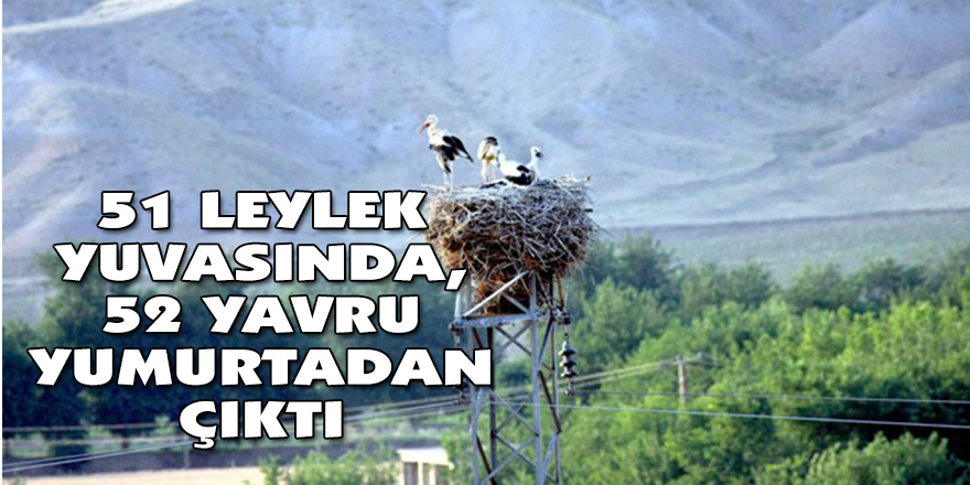 51 LEYLEK YUVASINDA, 52 YAVRU YUMURTADAN ÇIKTI