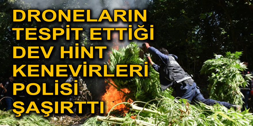 DRONELARIN TESPİT ETTİĞİ DEV HİNT KENEVİRLERİ POLİSİ ŞAŞIRTTI