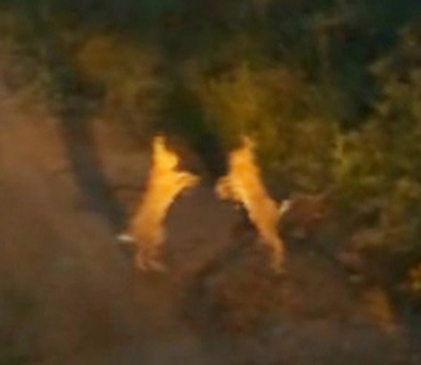 Tavşanların tatlı kavgası