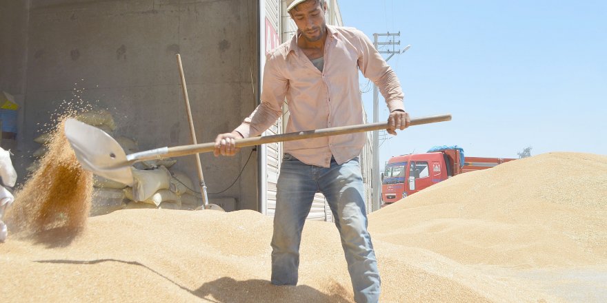 Kuraklık ve zamansız yağış verimi düşürdü