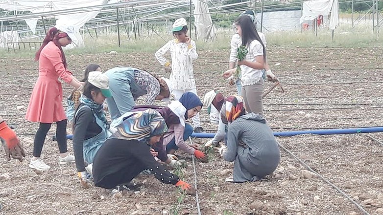 Modern yöntemlerle sebze yetiştiriciliği