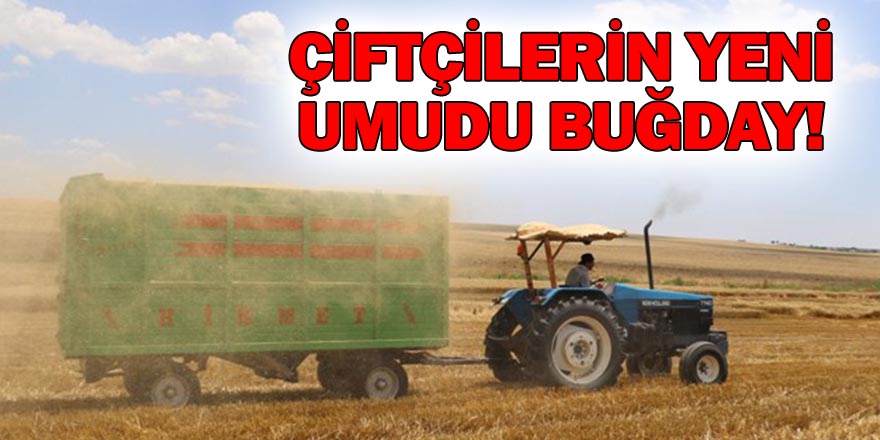 ÇİFTÇİLERİN YENİ UMUDU BUĞDAY!