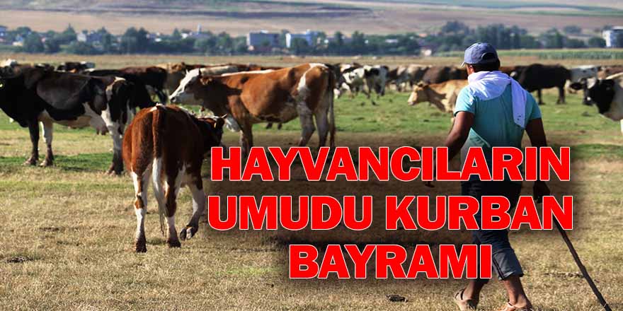 Köyde 2 binden fazla hayvan var