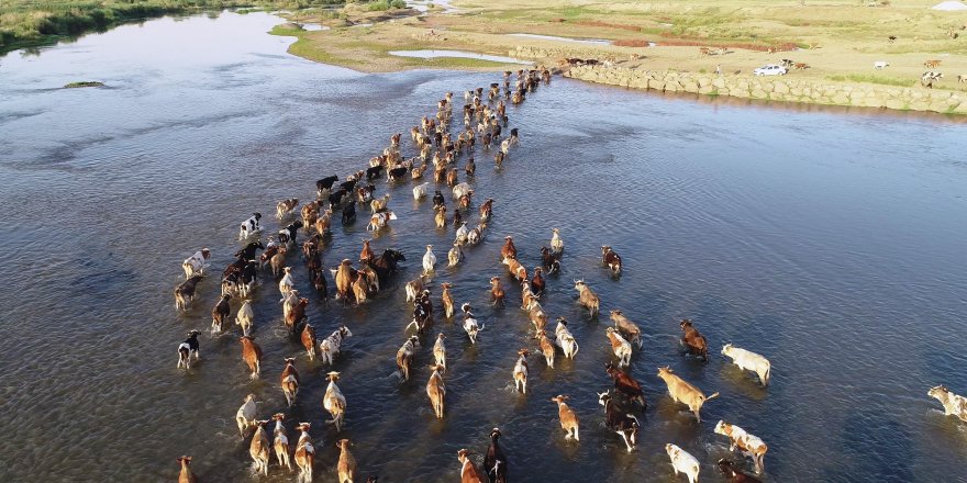 Hayvanlar nehirde serinliyor
