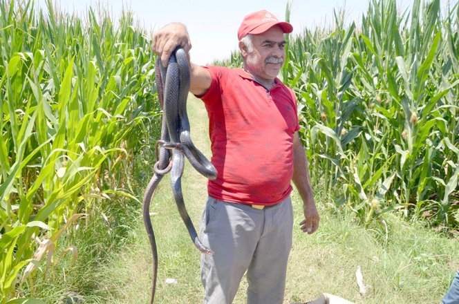 Hava sıcaklıkları yılanları şehir merkezine çekiyor