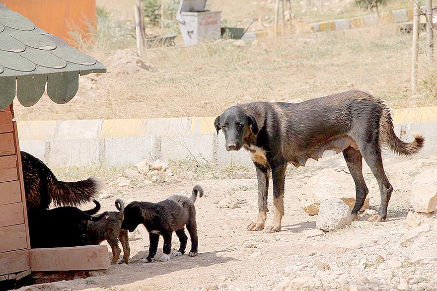 Hayvanlara 5 yıldızlı hizmet