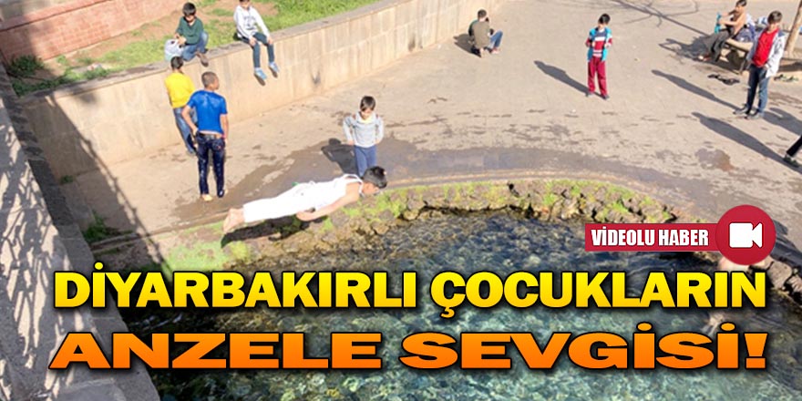 ANZELE SEVGİSİ