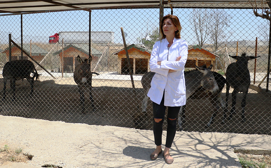 "Eşekler de artık sokak hayvanı"