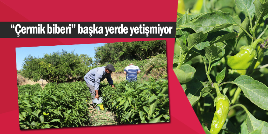 “Özelliği toprak ve bakım”