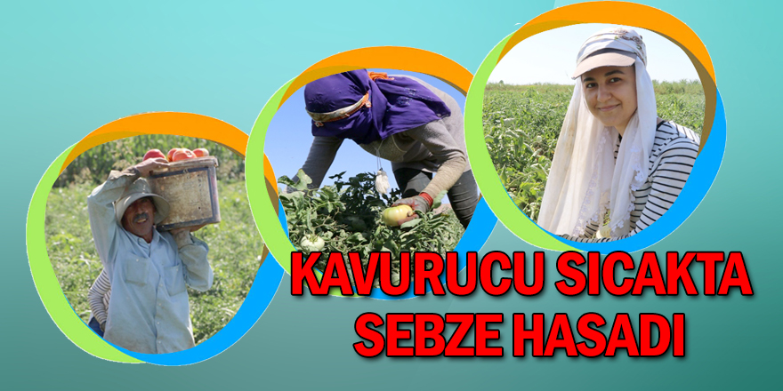 45 derecede  sebze hasadı