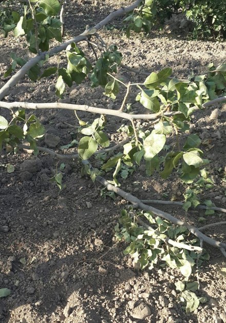 Domuzlar fıstık ağaçlarına saldırdı