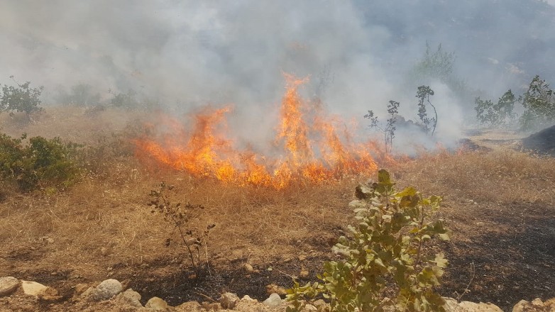 Fıstık bağlarında yangın