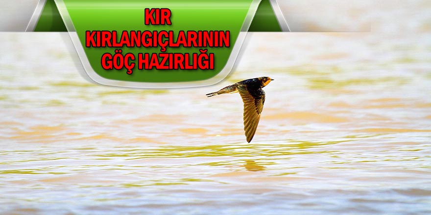 Günde 300 km uçuyorlar