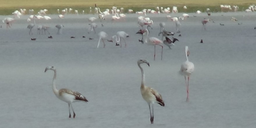 Kuruyan Göl, Kuş Cenneti Oldu