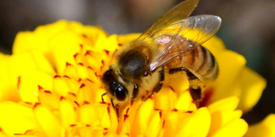Siirt’te Yılın İlk Balı Toplandı