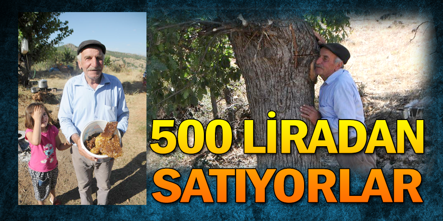 Ağaç kovuklarında bulup 500 liradan satıyorlar