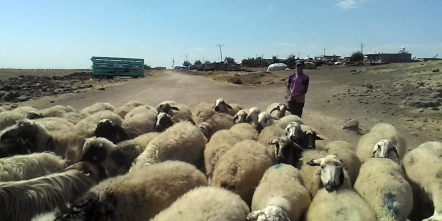 Çobanların Sıcakla İmtihanı