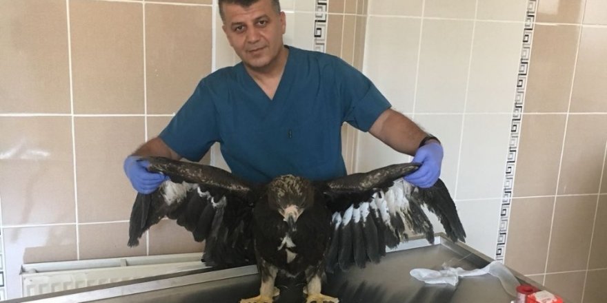 Kaya Kartalını Böyle Beslediler