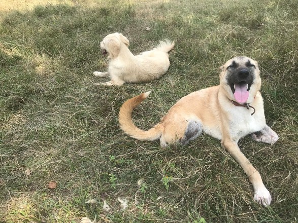 Araba çarpıp kaçtı, iki patisiyle 'hayata' tutundu