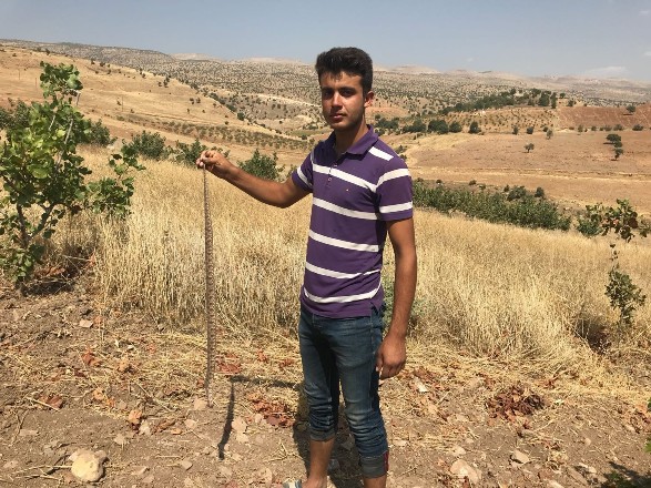 Bahçe ve tarlalarda yılan paniği