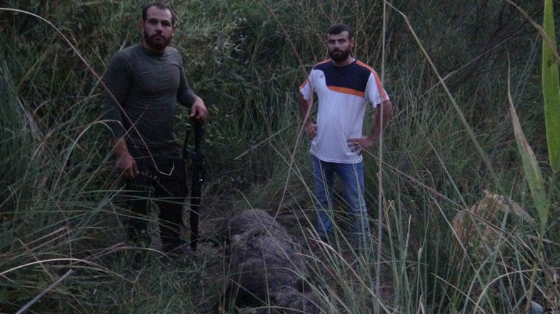 Köylülerin domuz kabusu!