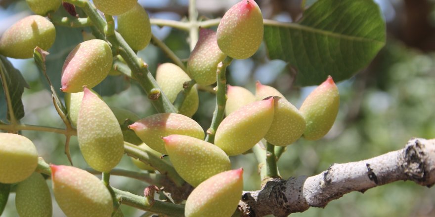 Siirt'te fıstık hasadı sürüyor