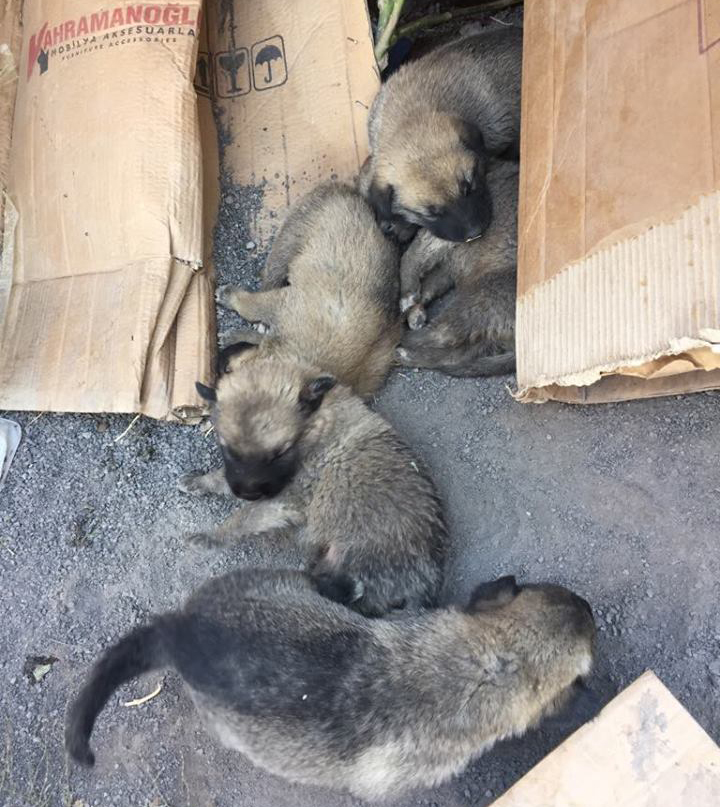 Boya fabrikasından örnek davranış