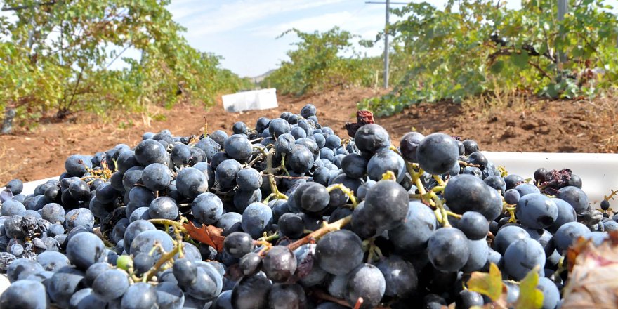 İhraç edilen şaraplık üzümlerin hasadına başlandı