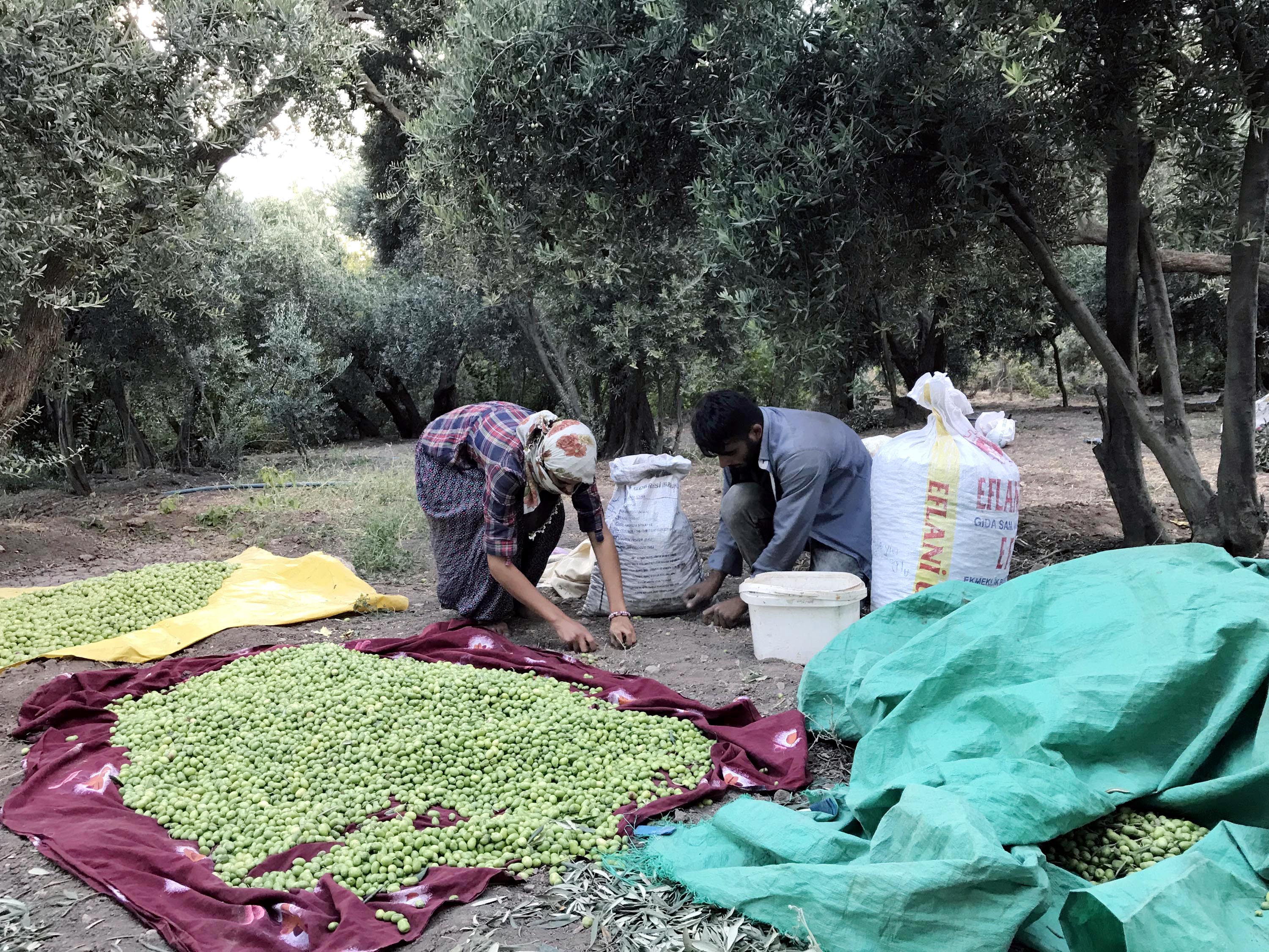 Derikli zeytinciler: En büyük sorunumuz su